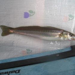 オリジナルメーカー海づり公園(市原市海づり施設) 釣果