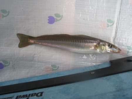 オリジナルメーカー海づり公園(市原市海づり施設) 釣果