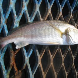 オリジナルメーカー海づり公園(市原市海づり施設) 釣果