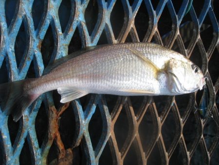 オリジナルメーカー海づり公園(市原市海づり施設) 釣果