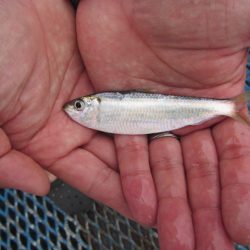 オリジナルメーカー海づり公園(市原市海づり施設) 釣果