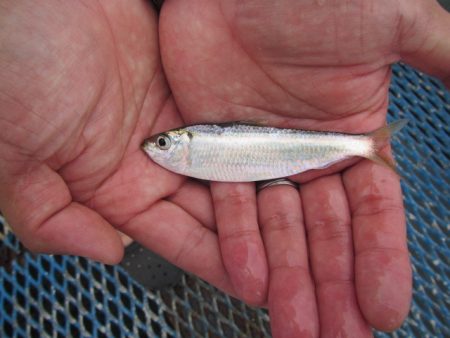 オリジナルメーカー海づり公園(市原市海づり施設) 釣果