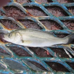 オリジナルメーカー海づり公園(市原市海づり施設) 釣果