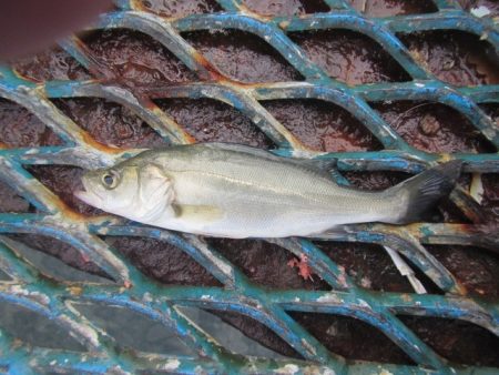 オリジナルメーカー海づり公園(市原市海づり施設) 釣果