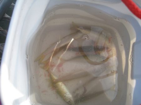 オリジナルメーカー海づり公園(市原市海づり…