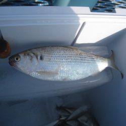 オリジナルメーカー海づり公園(市原市海づり施設) 釣果
