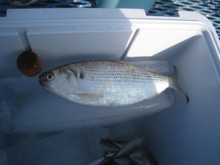 オリジナルメーカー海づり公園(市原市海づり施設) 釣果