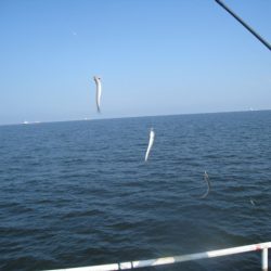 オリジナルメーカー海づり公園(市原市海づり施設) 釣果