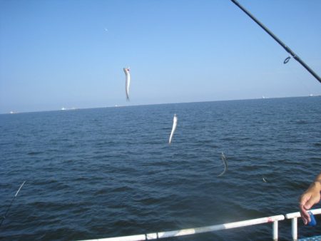 オリジナルメーカー海づり公園(市原市海づり施設) 釣果