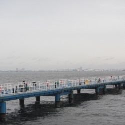 オリジナルメーカー海づり公園(市原市海づり施設) 釣果