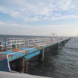 オリジナルメーカー海づり公園(市原市海づり施設) 釣果