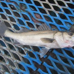 オリジナルメーカー海づり公園(市原市海づり施設) 釣果