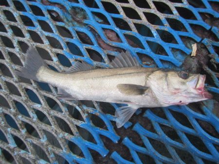 オリジナルメーカー海づり公園(市原市海づり…