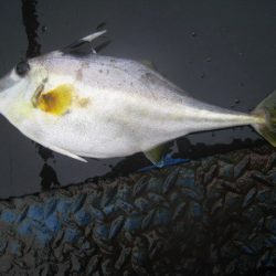 オリジナルメーカー海づり公園(市原市海づり施設) 釣果