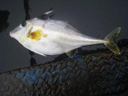 オリジナルメーカー海づり公園(市原市海づり施設) 釣果