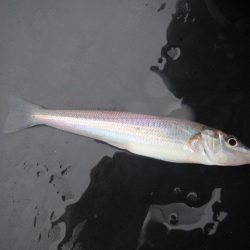 オリジナルメーカー海づり公園(市原市海づり施設) 釣果