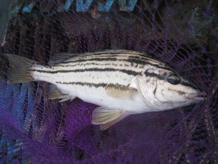 オリジナルメーカー海づり公園(市原市海づり施設) 釣果