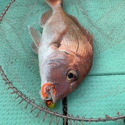 さんさん丸 釣果