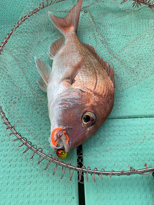 さんさん丸 釣果