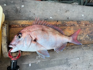幸吉丸 釣果
