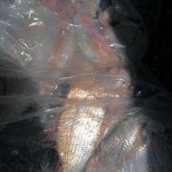 遊漁船 新鋭丸 釣果