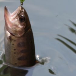 小菅トラウトガーデン 釣果