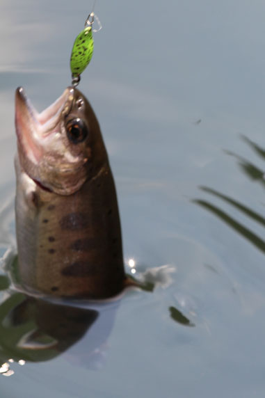 小菅トラウトガーデン 釣果