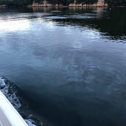 「LaGooN」蒼陽丸 日和号 釣果