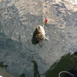 「LaGooN」蒼陽丸 日和号 釣果