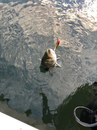「LaGooN」蒼陽丸 日和号　 釣果
