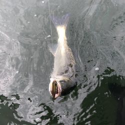 「LaGooN」蒼陽丸 日和号 釣果