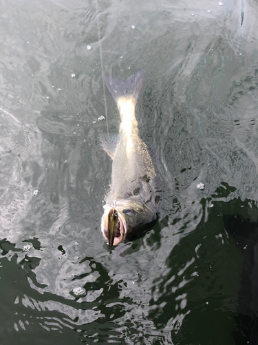 「LaGooN」蒼陽丸 日和号 釣果