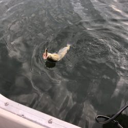 「LaGooN」蒼陽丸 日和号 釣果