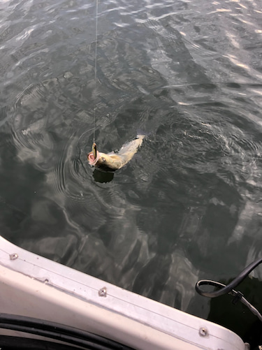 「LaGooN」蒼陽丸 日和号 釣果