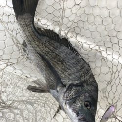 「LaGooN」蒼陽丸 日和号 釣果