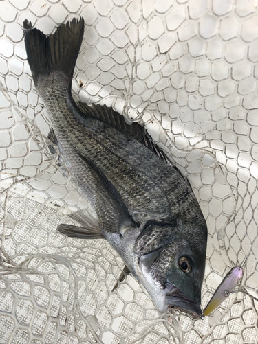 「LaGooN」蒼陽丸 日和号 釣果