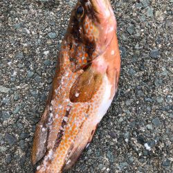 あみや渡船 釣果