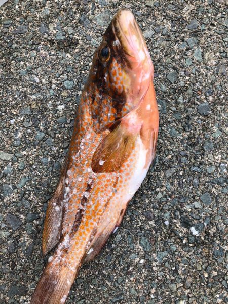 あみや渡船 釣果