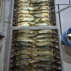 エンペラー 釣果