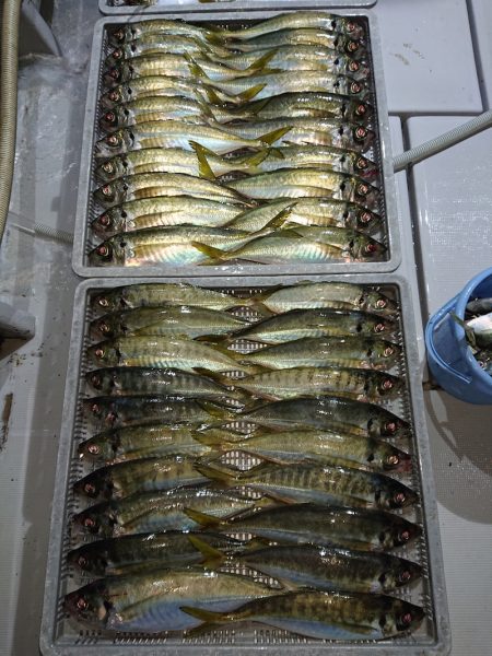 エンペラー 釣果