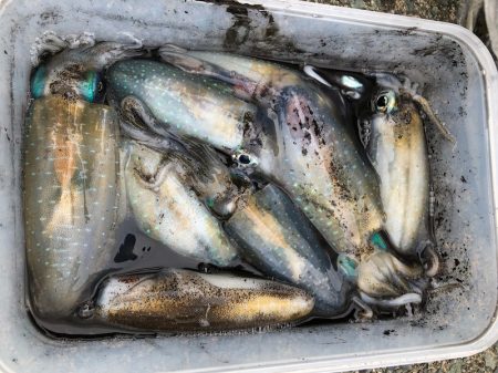 あみや渡船 釣果