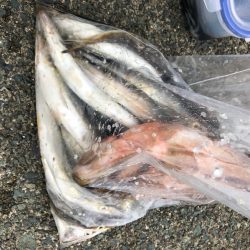 あみや渡船 釣果