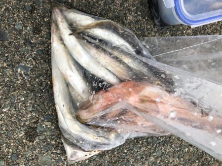 あみや渡船 釣果