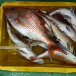 第二むつ漁丸 釣果