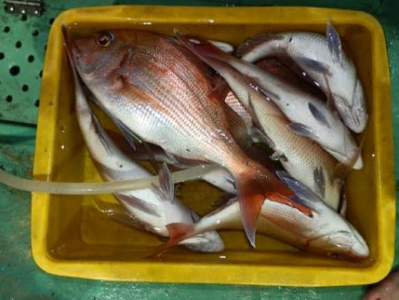 第二むつ漁丸 釣果