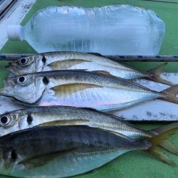 深川 吉野屋 釣果