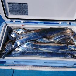 深川 吉野屋 釣果