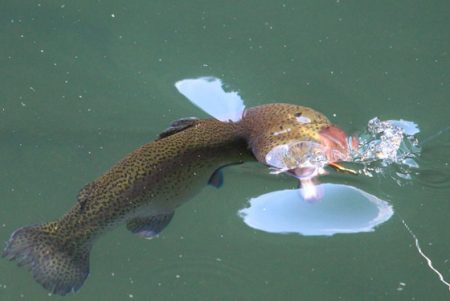 小菅トラウトガーデン 釣果