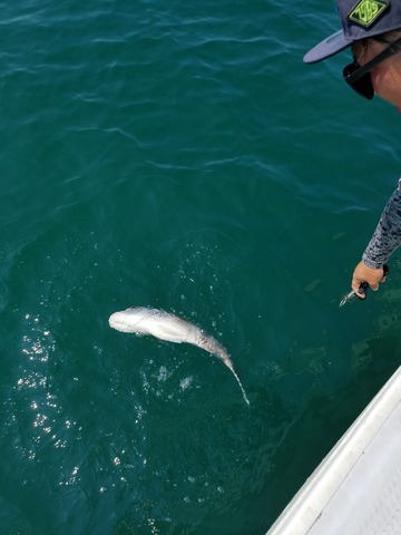遊漁船 ニライカナイ 釣果