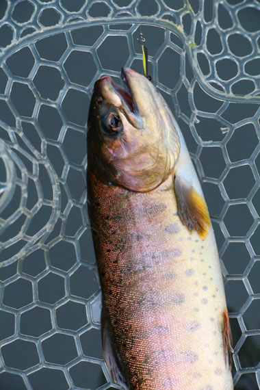 小菅トラウトガーデン 釣果